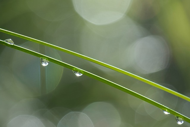 grass-7424717_640